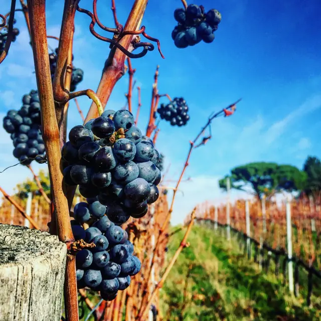 I dettagli della vigna
