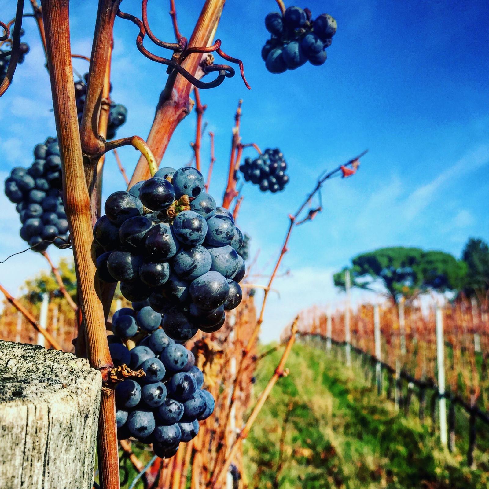 Grappoli d’uva tra i filari di una vigna